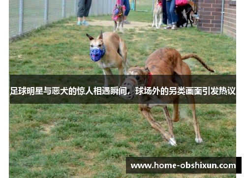足球明星与恶犬的惊人相遇瞬间，球场外的另类画面引发热议